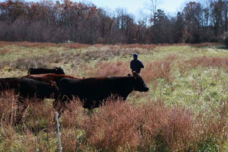 More cows